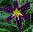 Spacecoast Knight Moves Daylily